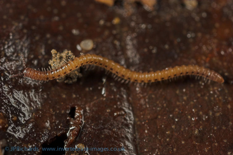 Представитель Семейства Nemasomatidae